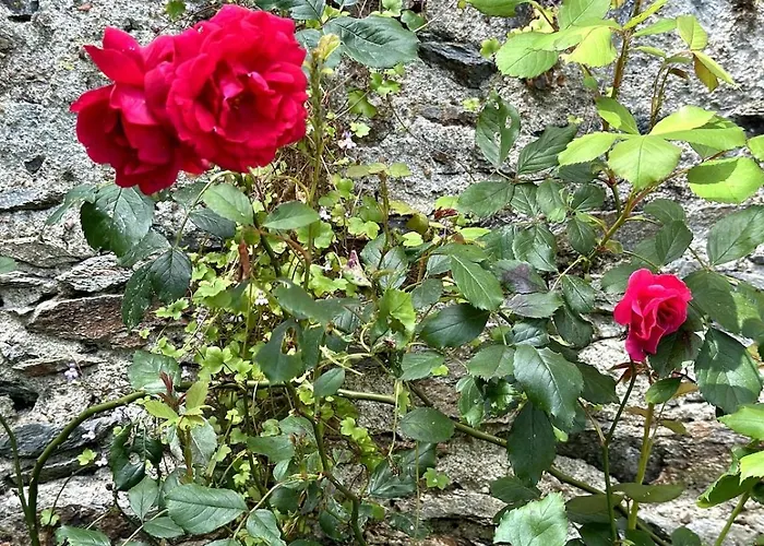 Charmante Maison En Pleine Nature A Saint Georges Sur Loire תמונה